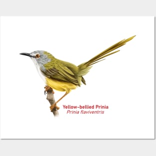 Yellow-bellied Prinia | Prinia flaviventris Posters and Art
